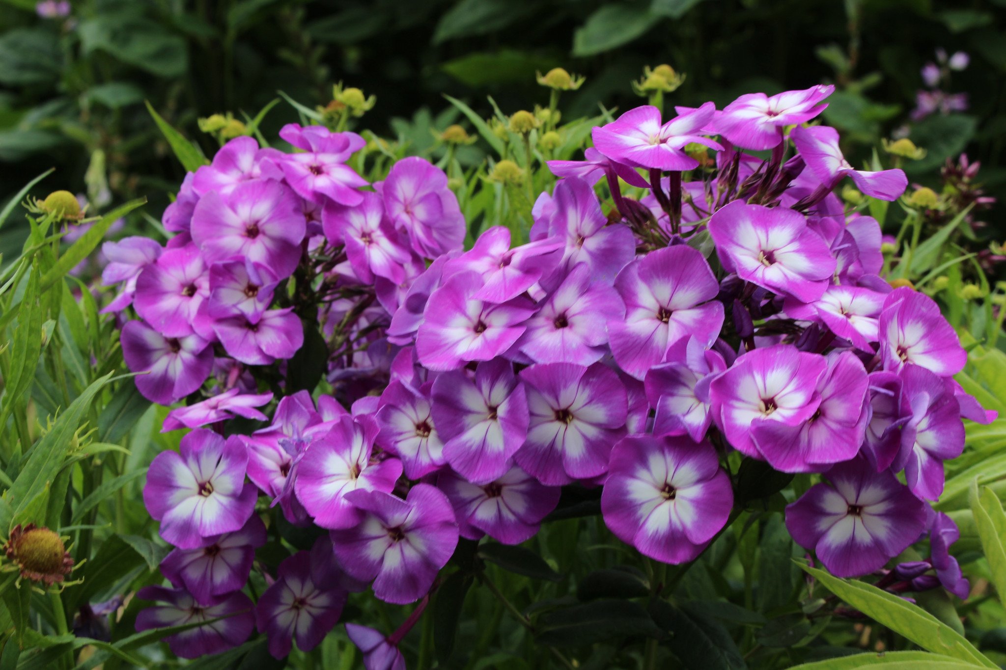 Phlox paniculata 'Uspech'